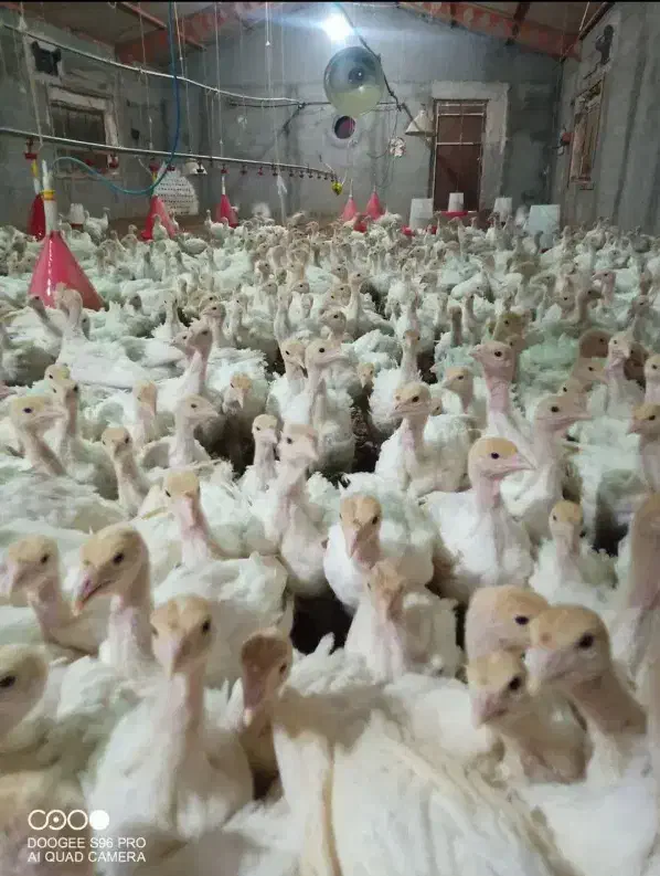 جوجه بوقلمون بیوتی ۶در سقز|حیوانات مزرعه|مریوان, |دیوار