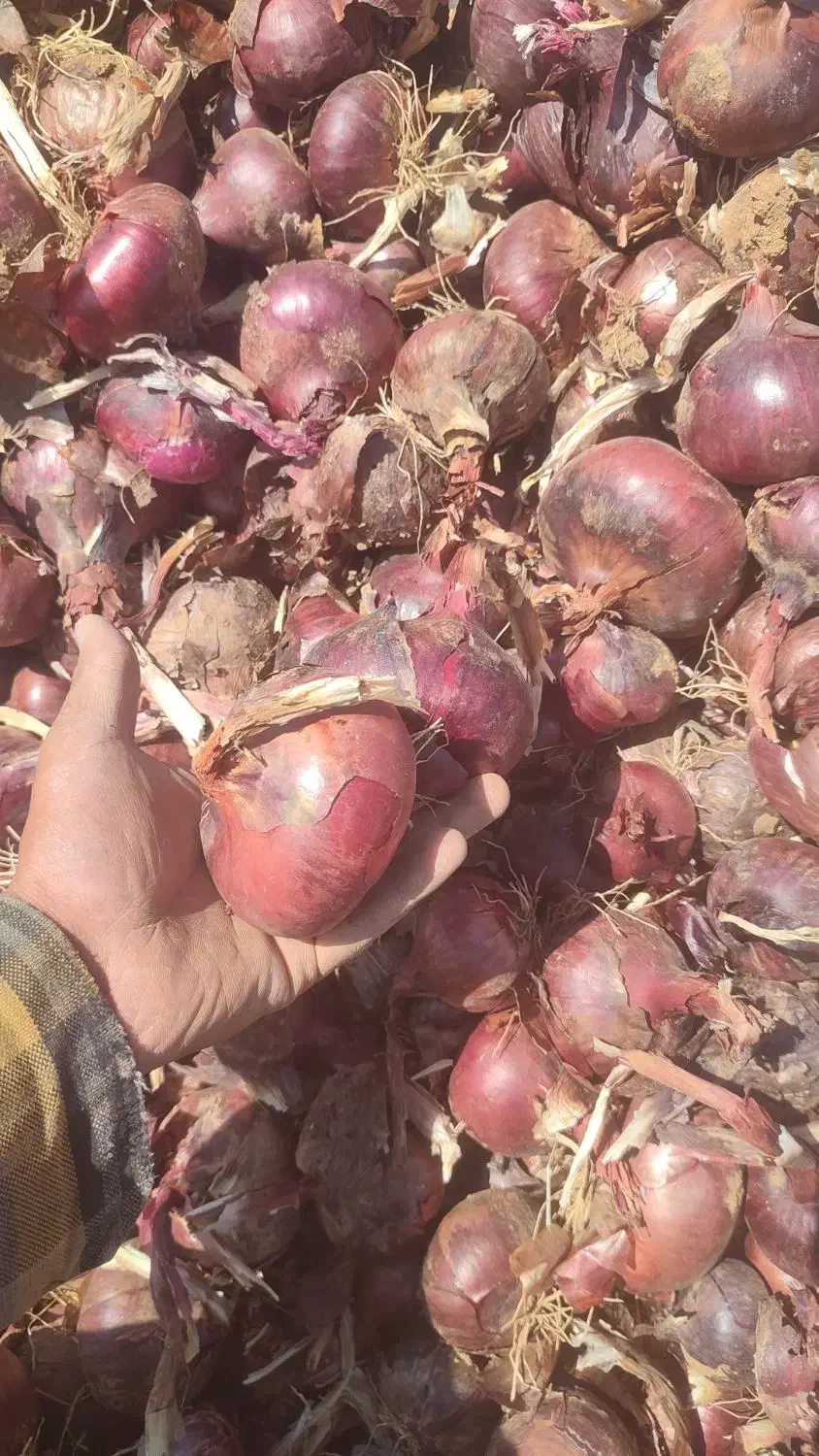 پیاز|خدمات باغبانی و درختکاری|سیاخ دارنگون, |دیوار