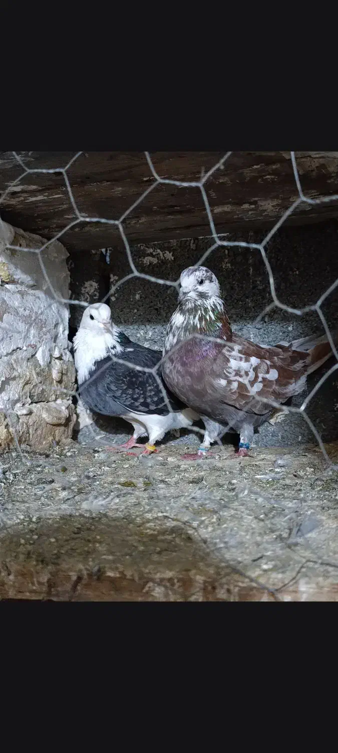 کبوتر|پرنده|گمیشان, |دیوار