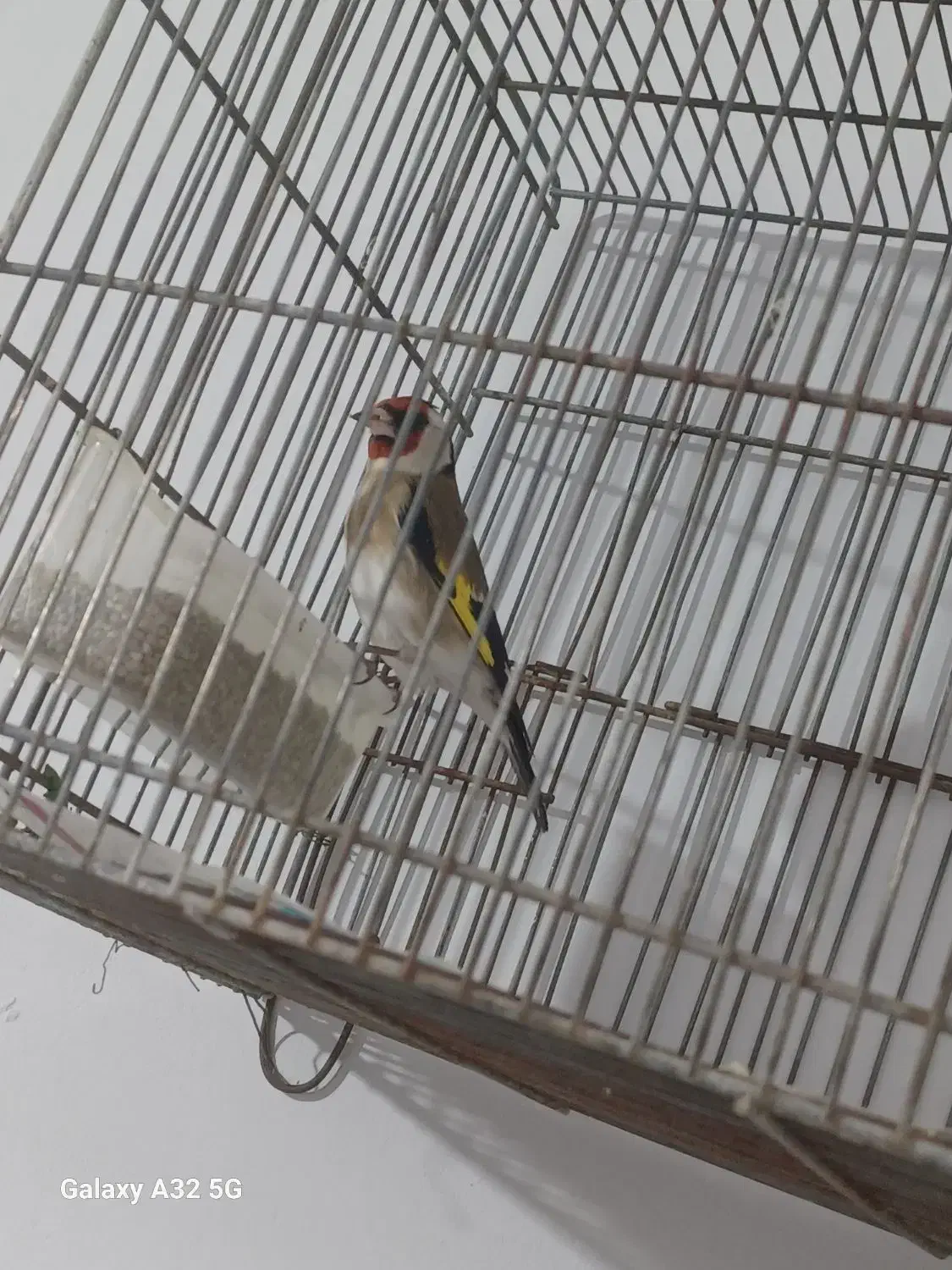 سهره|پرنده|تهران, ایوانک|دیوار