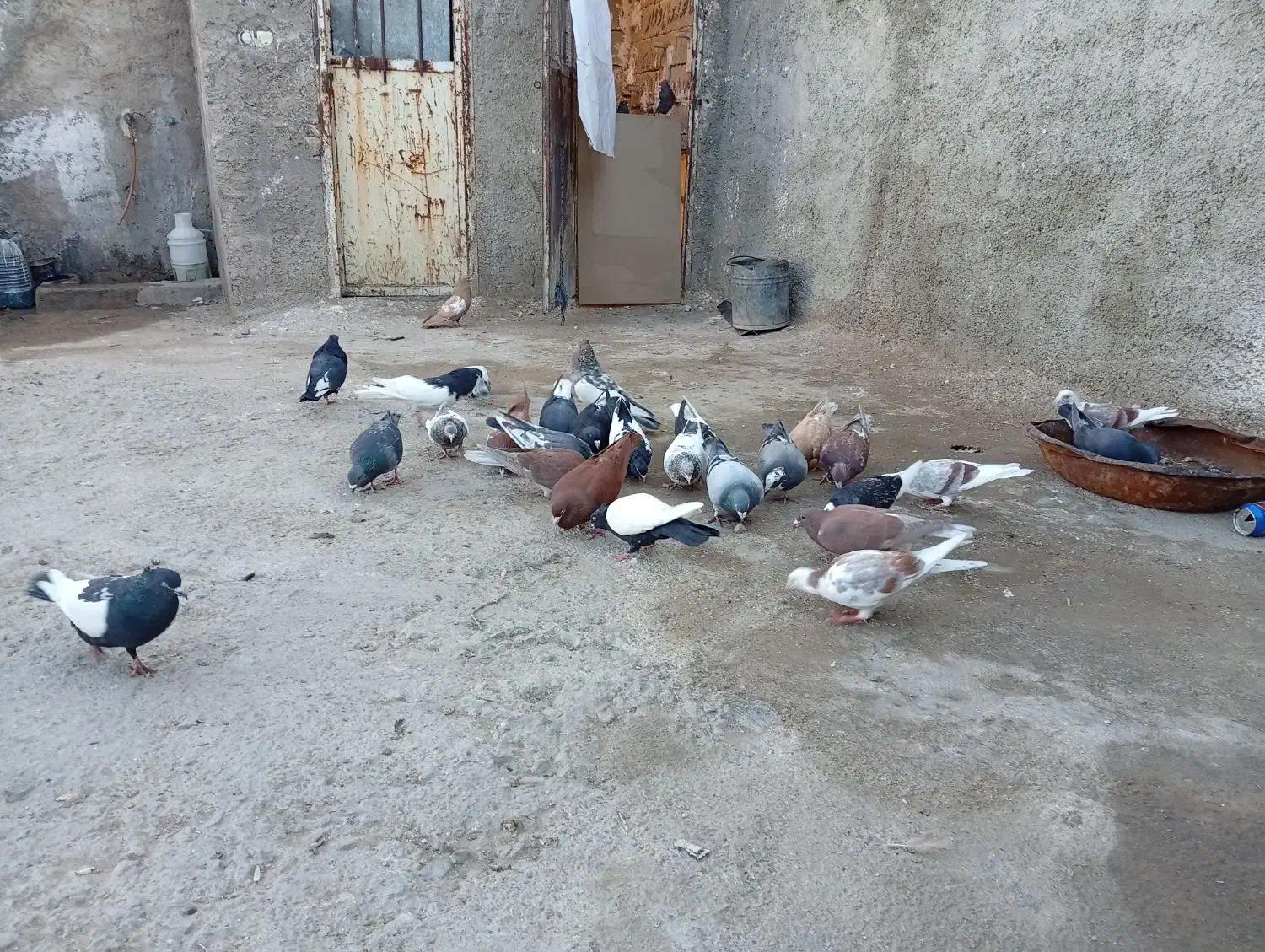 کبوتر|پرنده|شیراز, کوشک میدان|دیوار