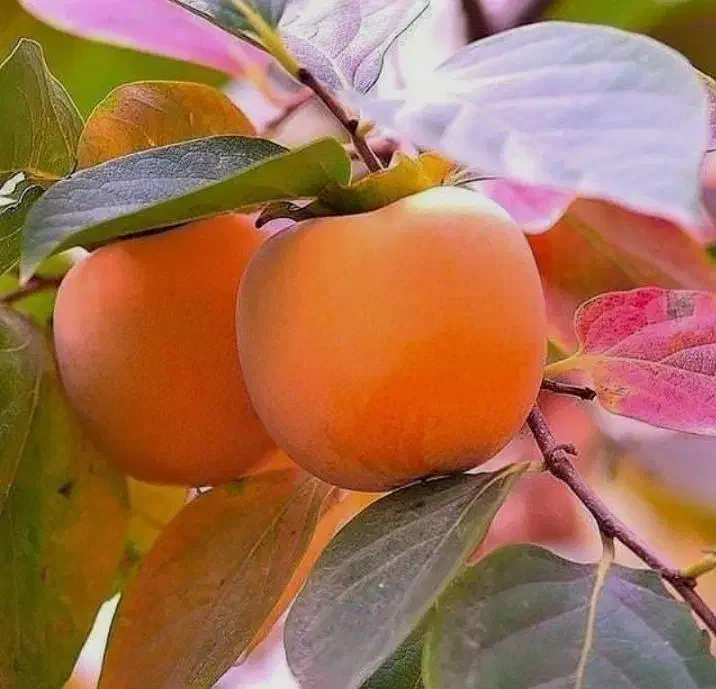 نهال خرمالو سیبی با کیفیت|خدمات باغبانی و درختکاری|سمیرم, |دیوار