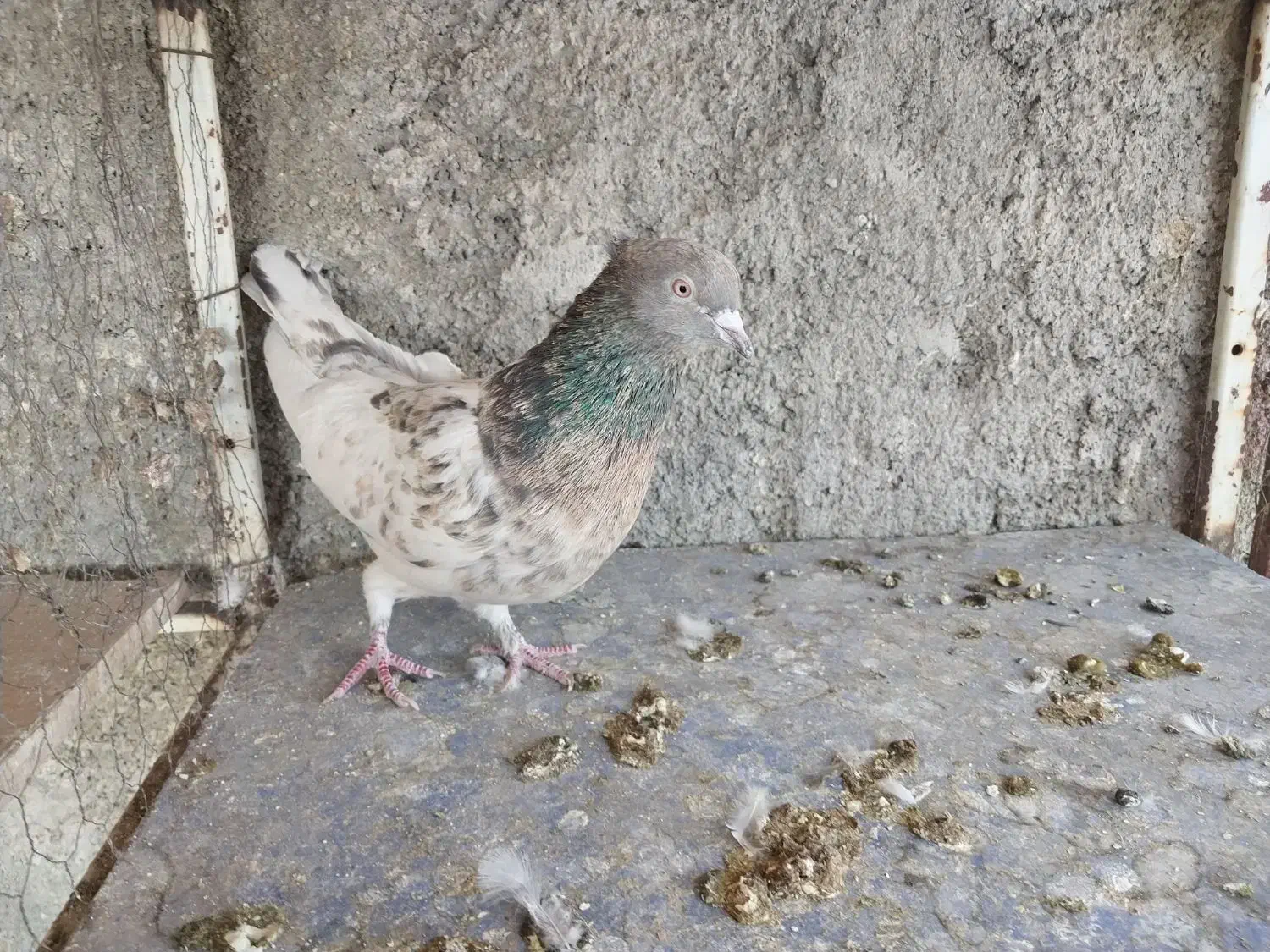 نروماده کله ای سرخ و طلایی|پرنده|لنجان, |دیوار