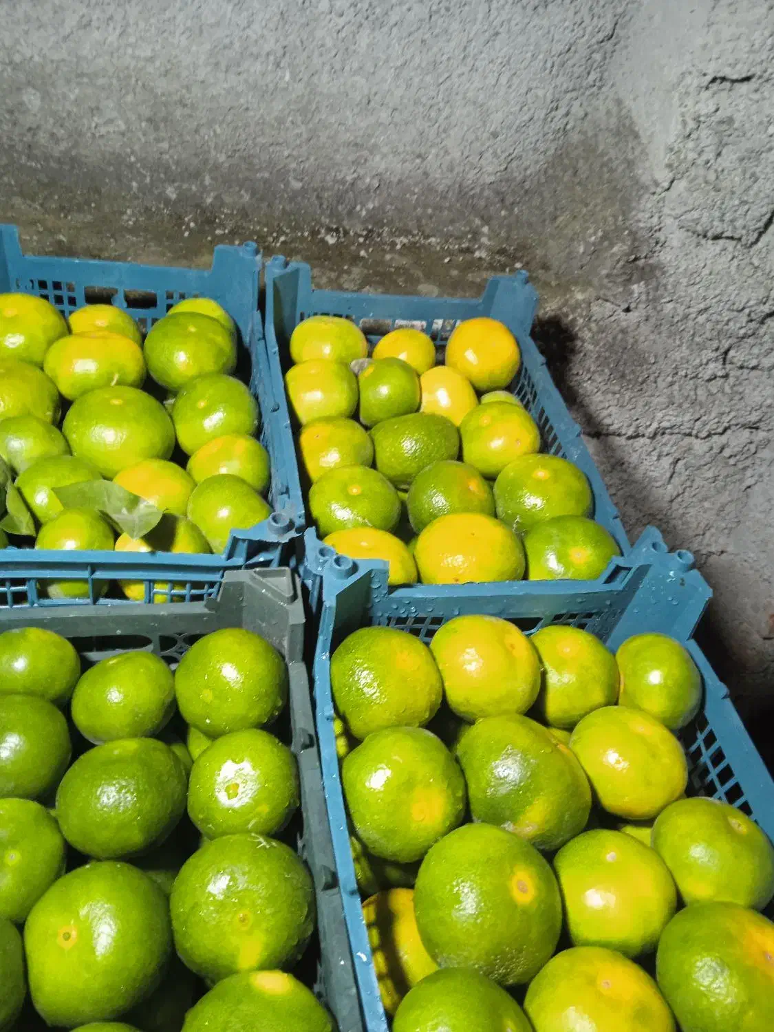 فروش نارنگی خرمالو از کشاورز به خریدار|خوردنی و آشامیدنی|بندر گز, |دیوار