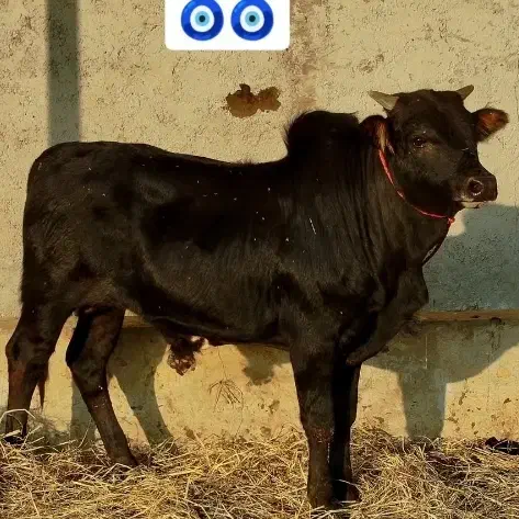 فروش گاو آبستن و ورزاکوله|حیوانات مزرعه|تولم شهر, |دیوار