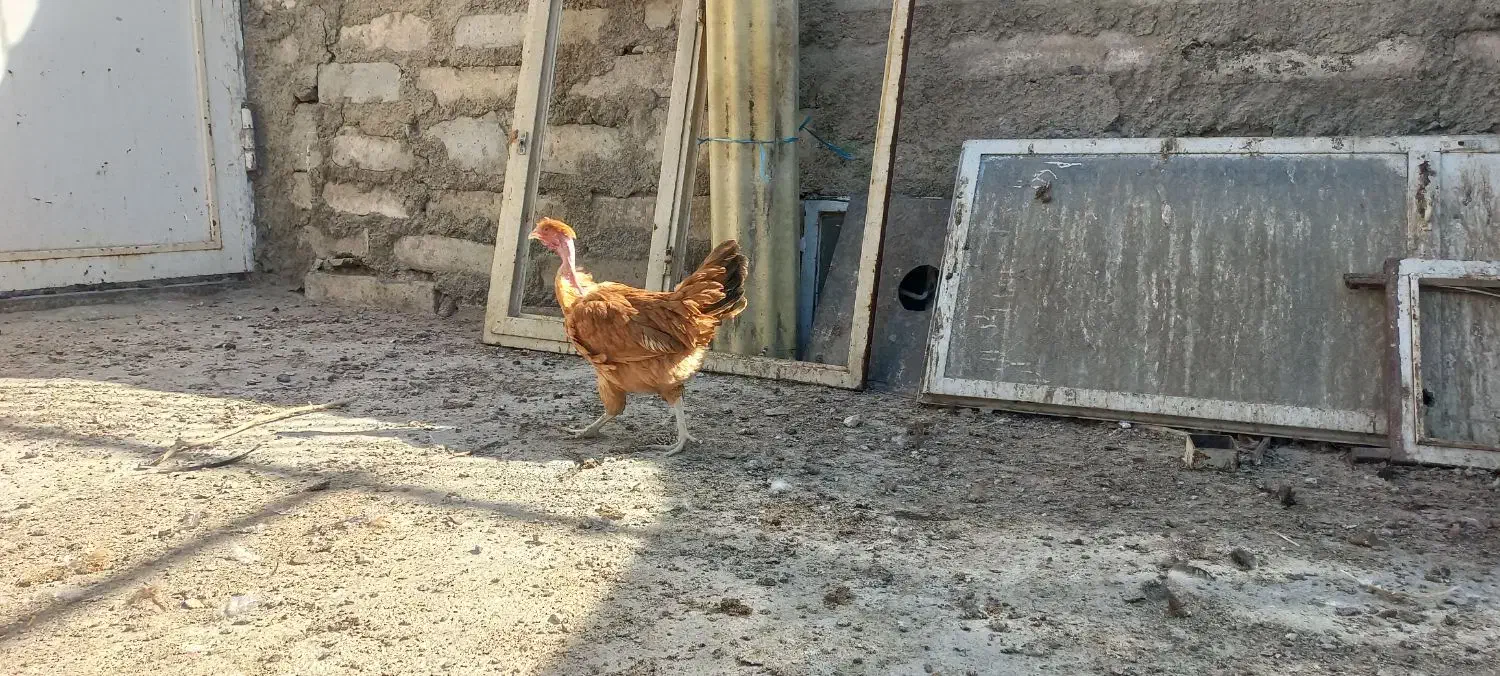 مرغ و خروس دم تخم رسمی محلی گردن لختی.|حیوانات مزرعه|تهران, جوانمردان (اندیشه)|دیوار