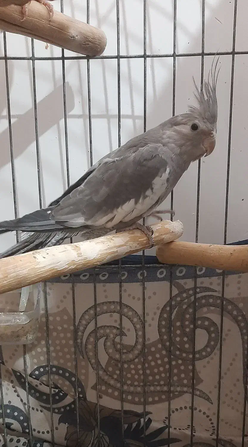 عروس هلندی وات فیس ۵ ماهه|پرنده|بشاریات, |دیوار