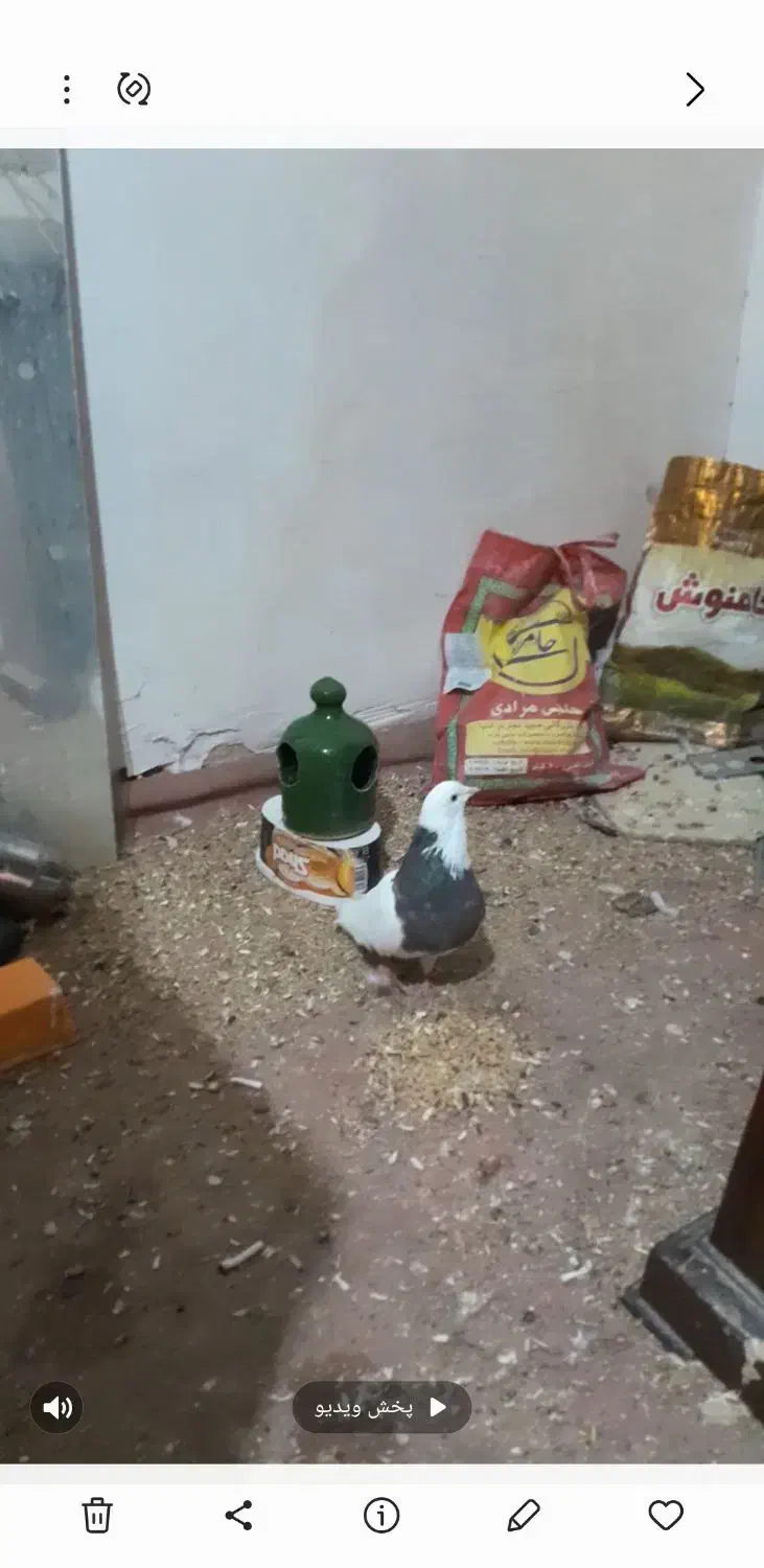 کبوتر گمشده|حیوانات|پاکدشت, پاکدشت (مامازند)|دیوار