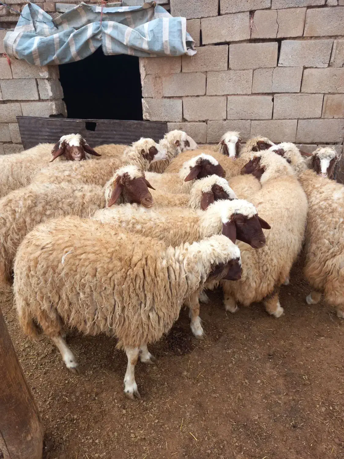 بره ماده داشتی|حیوانات مزرعه|ماهیدشت, |دیوار