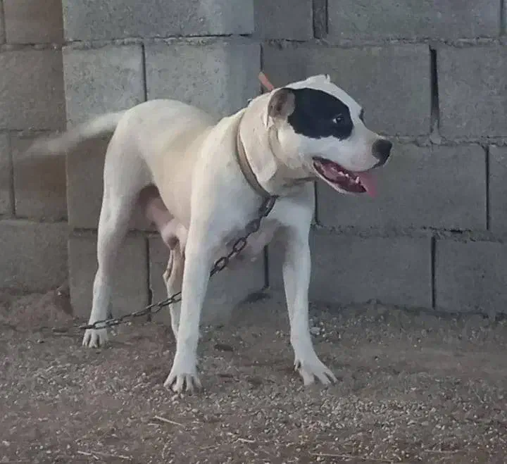 داگوماده|سگ|شوشتر, |دیوار