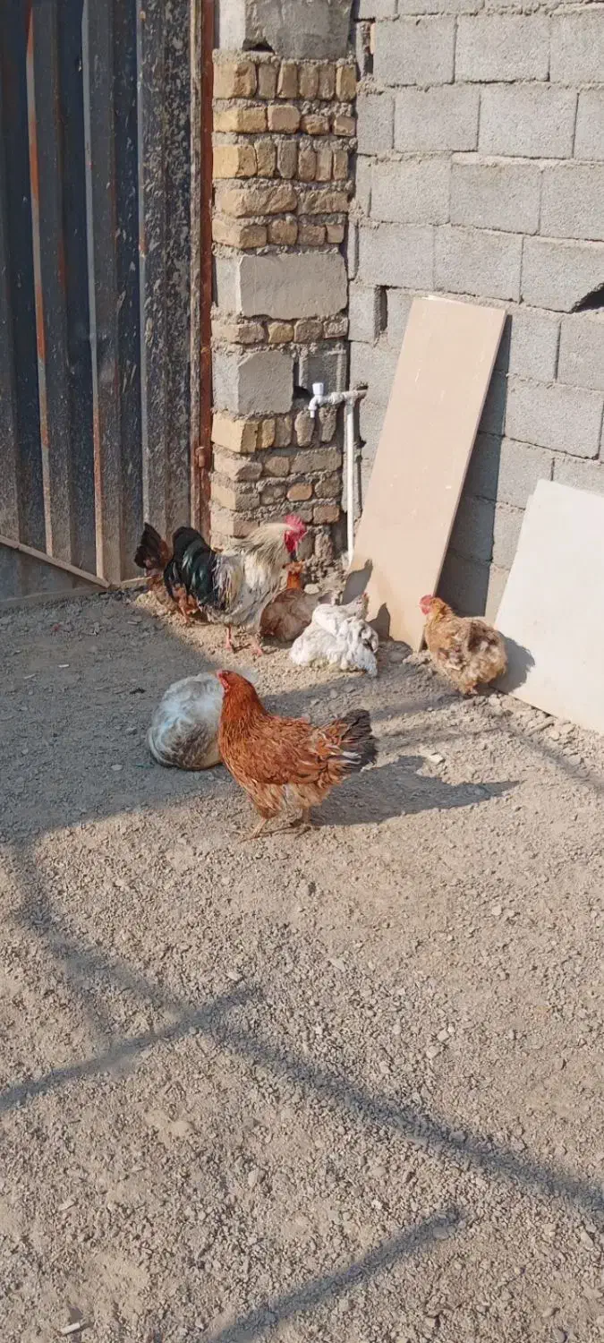 مرغ و خروس|حیوانات مزرعه|کرج, شهرک سهرابیه|دیوار