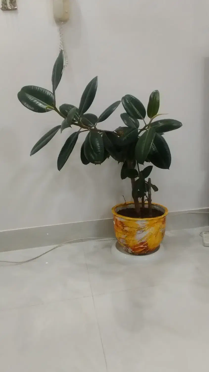 گل فیکوس|گل و گیاه طبیعی|شاهین دژ, |دیوار