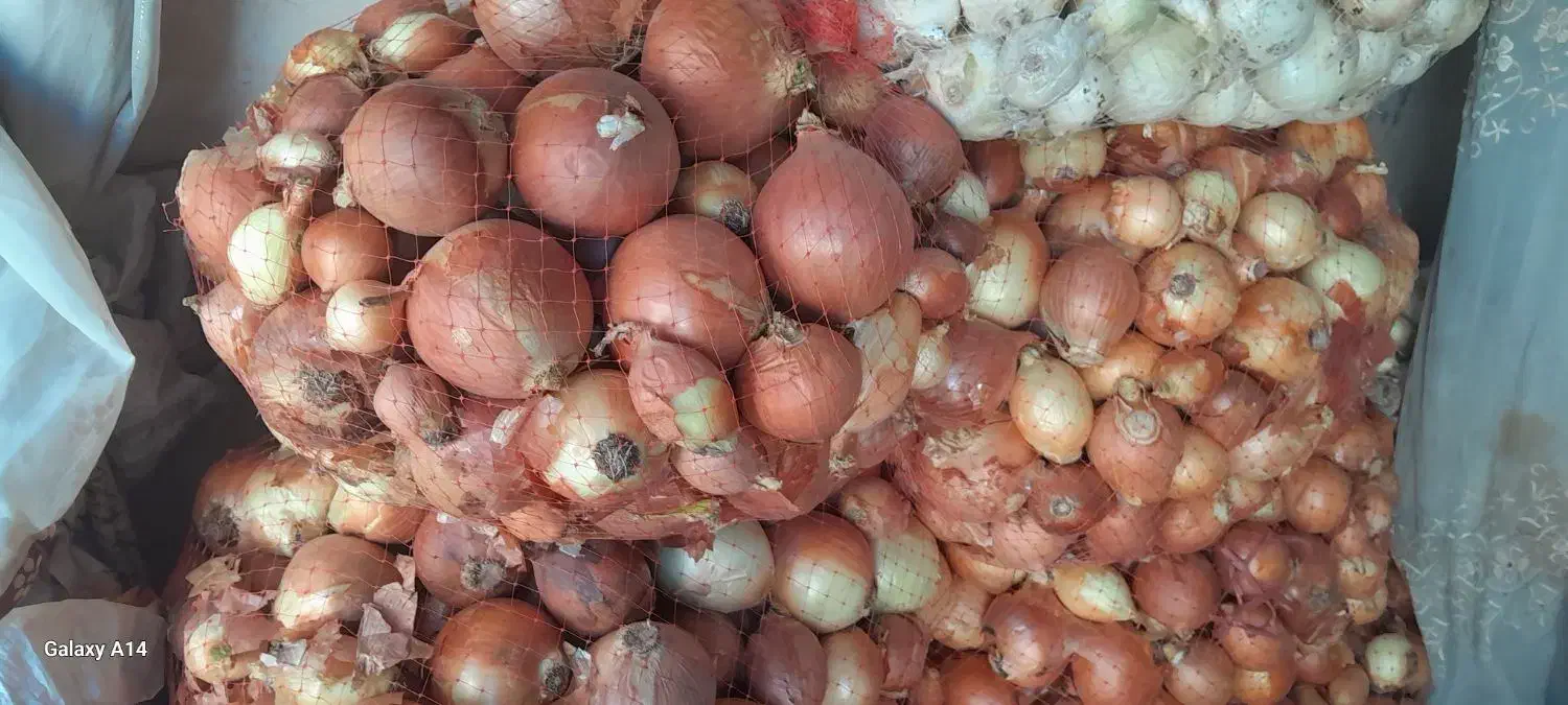 پیاز|عمده‌فروشی|دورود, |دیوار