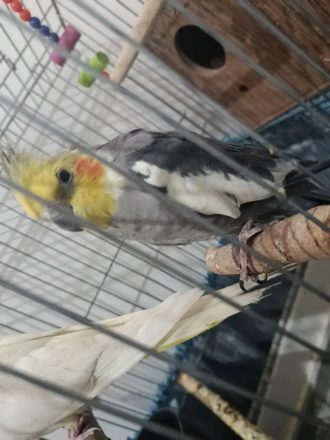 یک جفت عروس هلندی|پرنده|تاکستان, |دیوار