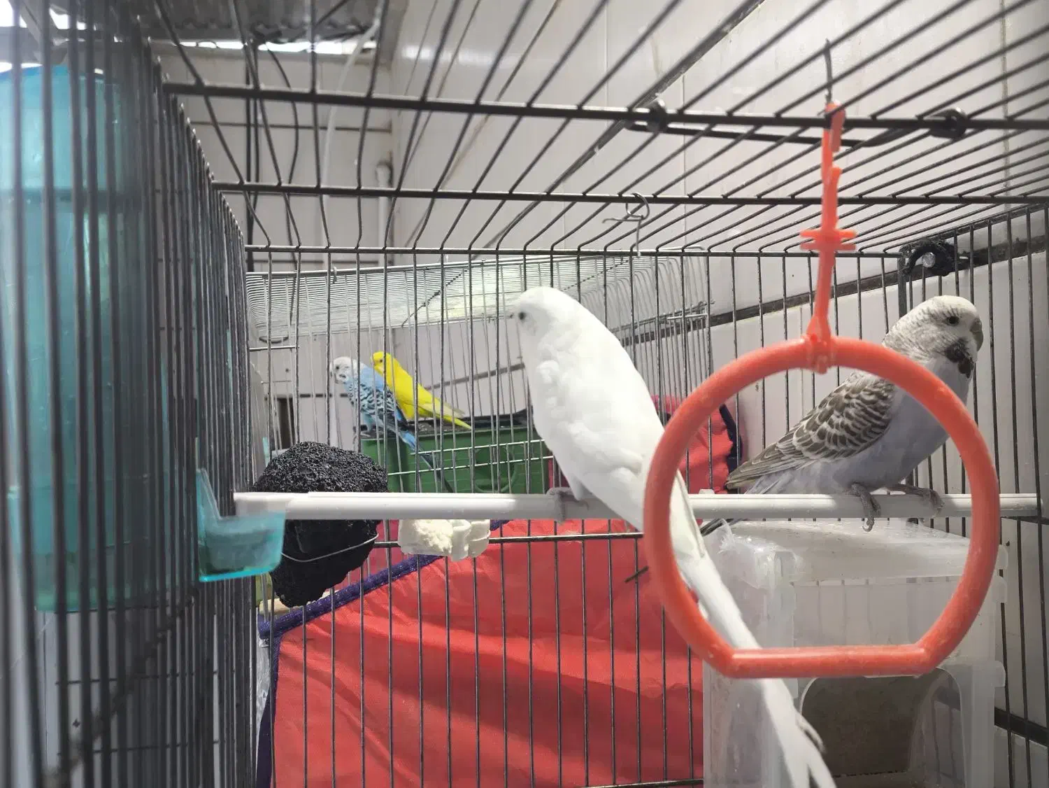 فروش دو جفت مرغ عشق انگلیسی|پرنده|داراب, |دیوار