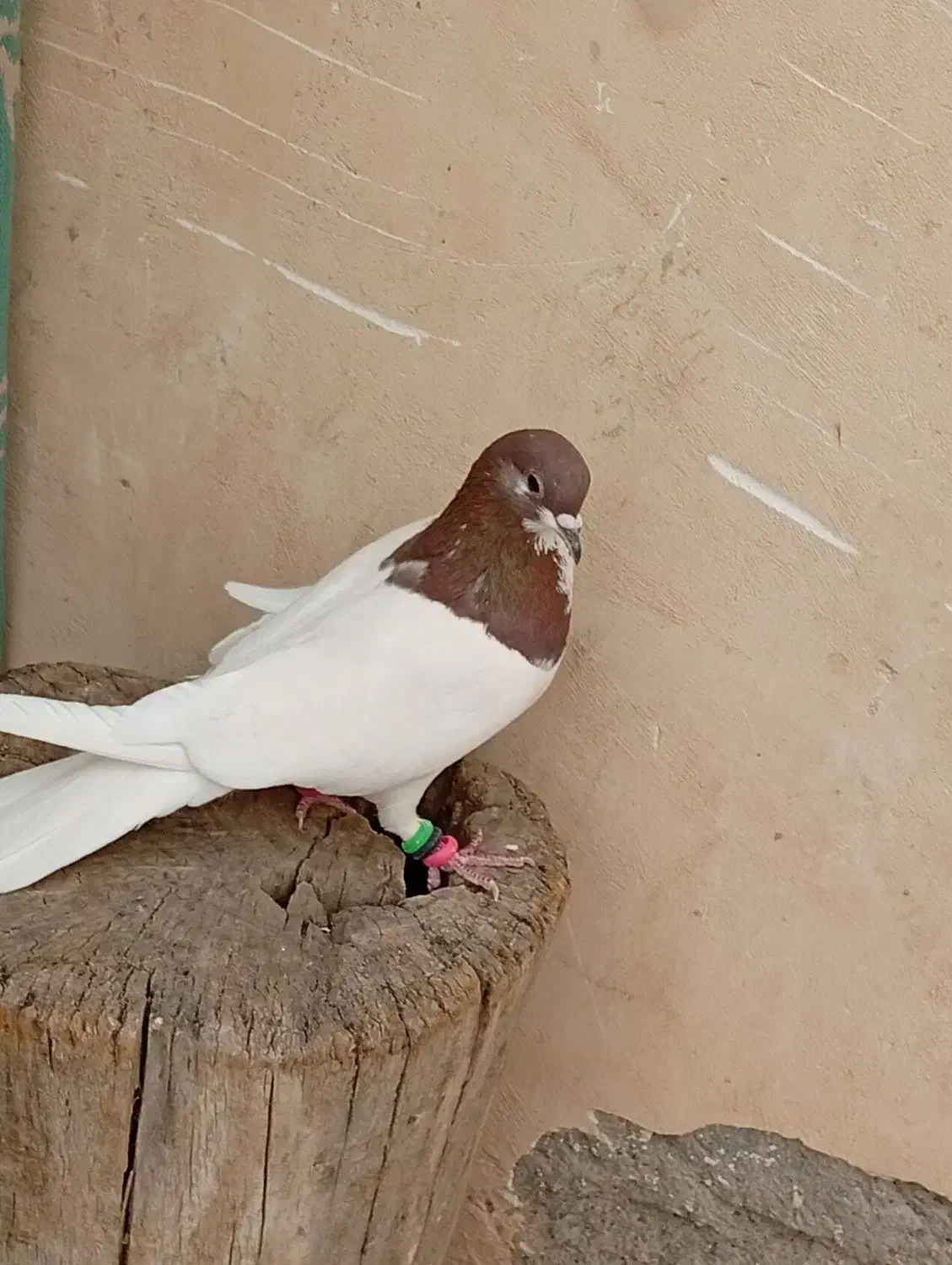 جفت روسر آبی و قرمز|پرنده|باغ بهادران, |دیوار