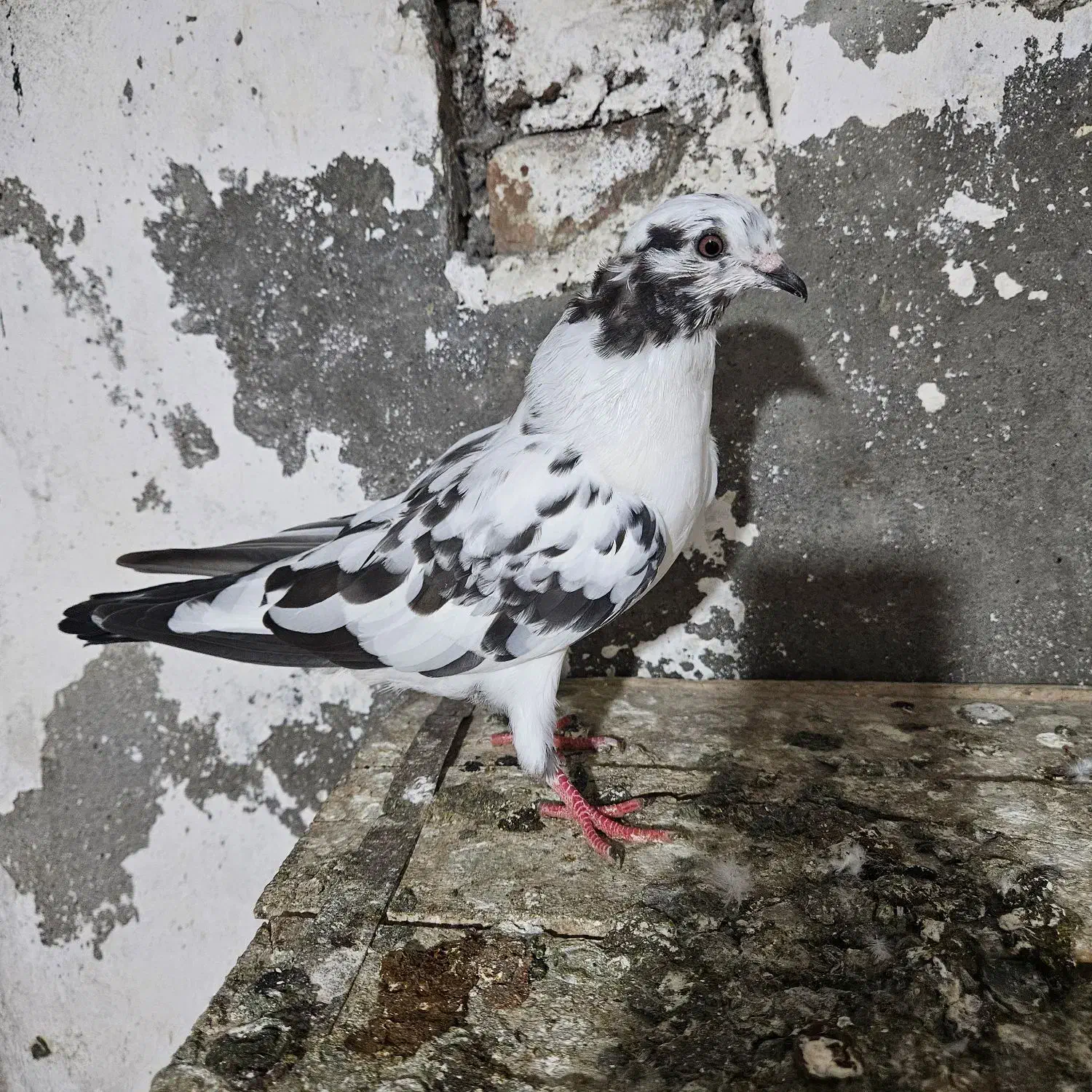 کبوتر سوسکی|پرنده|آمل, |دیوار