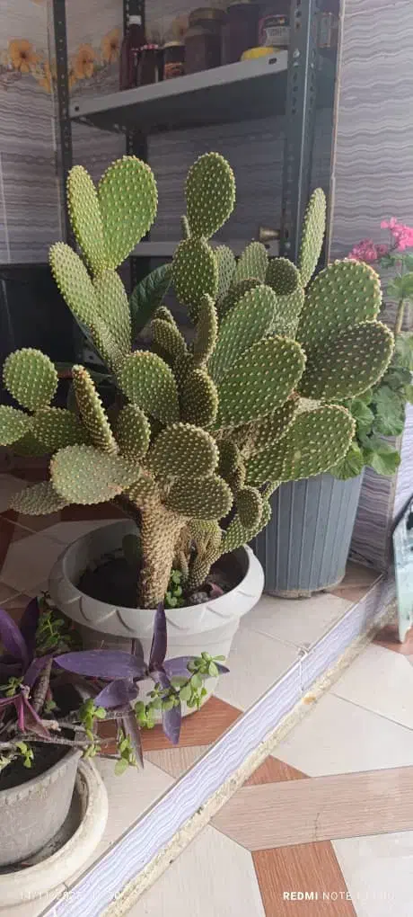 گل سانسوریا و کاکتوس|گل و گیاه طبیعی|آزادشهر, |دیوار