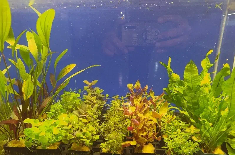 بار جدید گیاه گلدانی آکواریوم رسید|ماهی|زاهدان, |دیوار