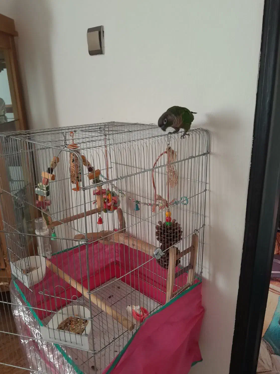 فروش گرینچک ۱ساله باقفس|پرنده|محمدشهر, جعفرآباد|دیوار