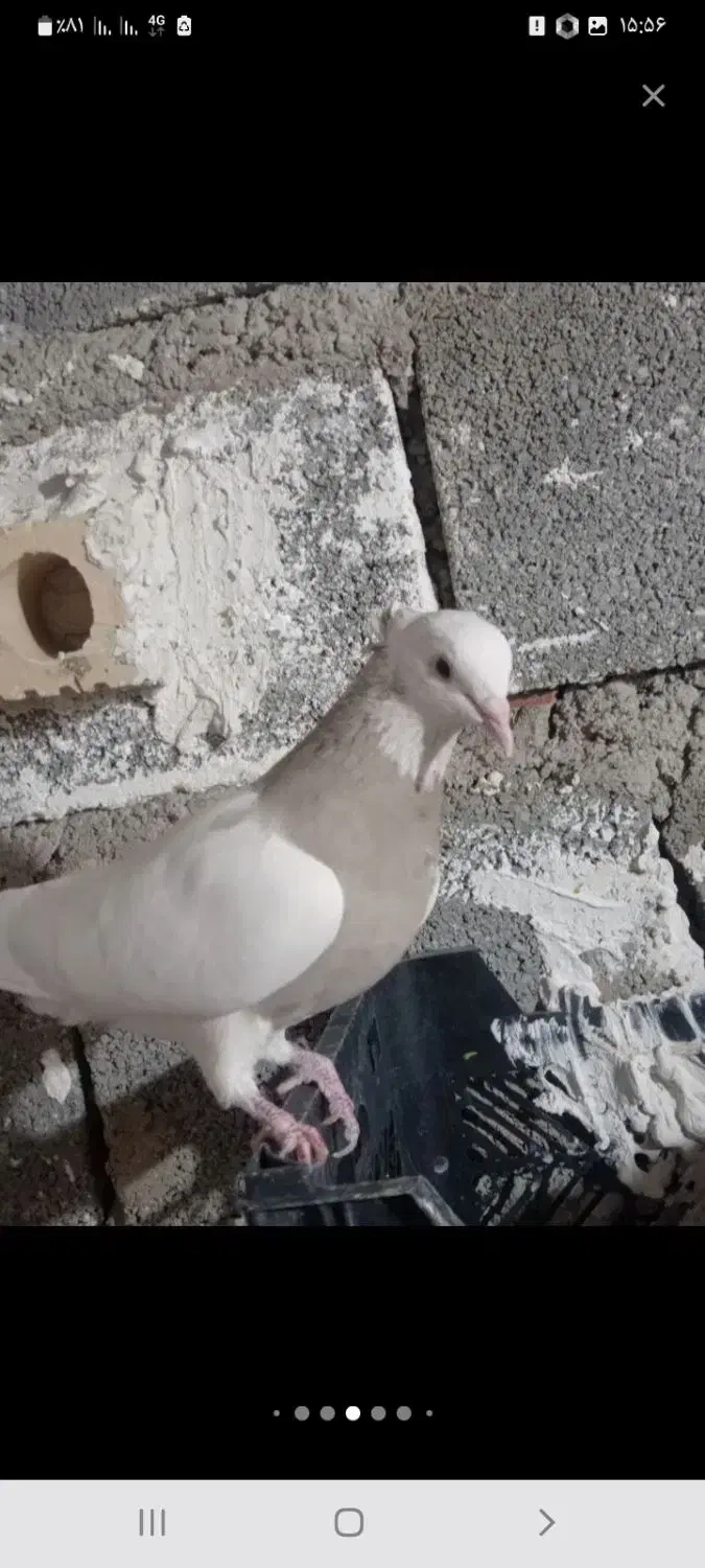 کبوتر ایسونم|پرنده|دهدشت, |دیوار