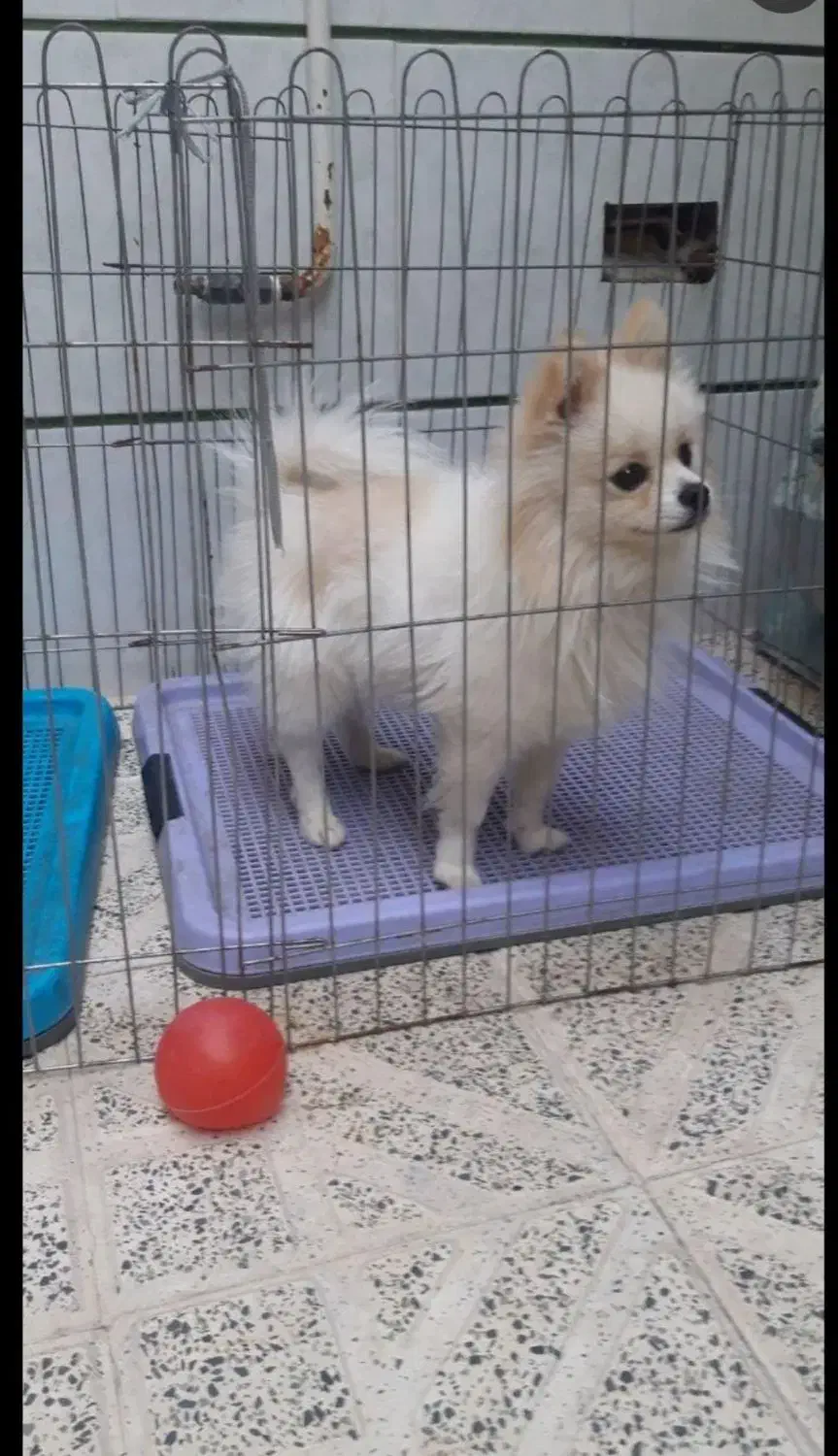 پامرین نر،دوساله|سگ|اصفهان, قائمیه|دیوار