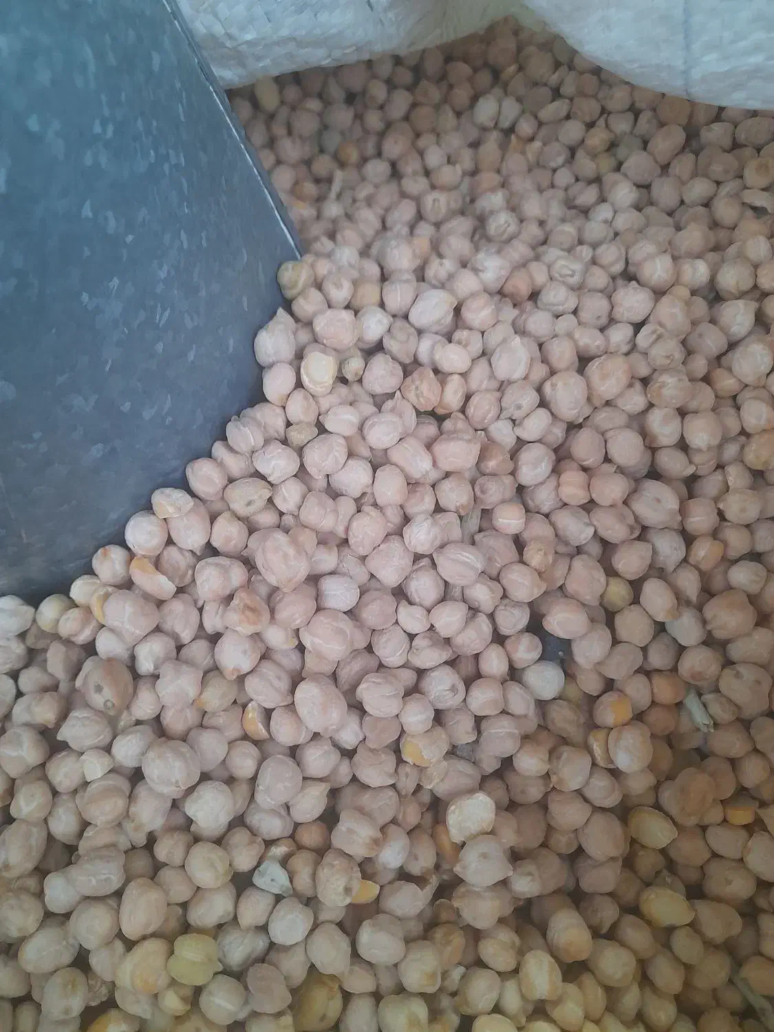 گردو کشمش و|عمدهفروشی|تنکابن, |دیوار