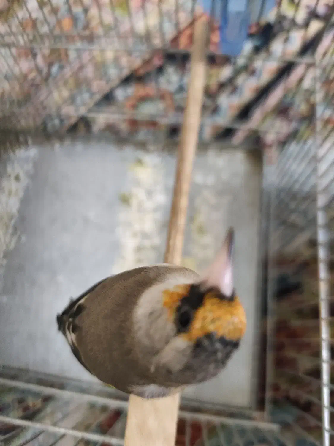 سهره گمشده|پرنده|شیراز, سعدیه شمالی|دیوار