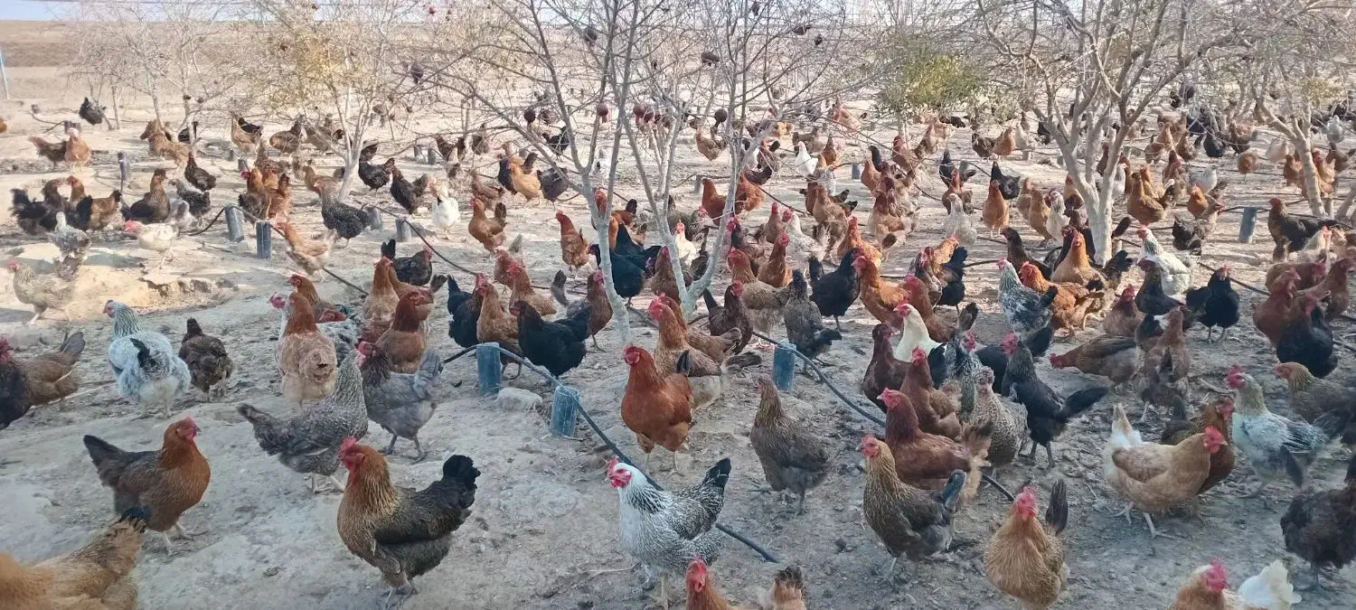 فروش‌مرغ‌تخم‌گذار|حیوانات مزرعه|گمیشان, |دیوار