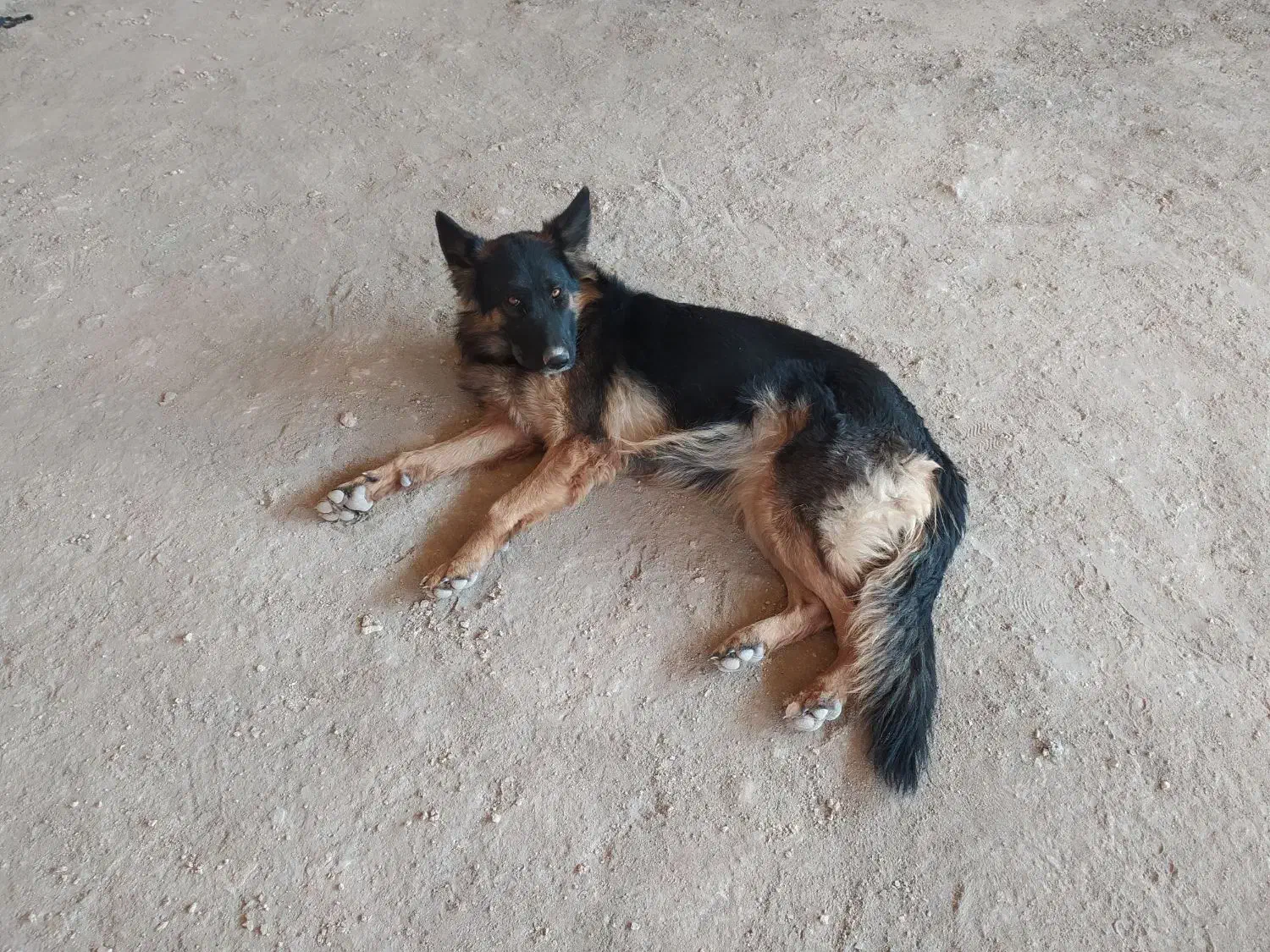 فروش سگ ژرمن|سگ|فولادشهر, B2|دیوار