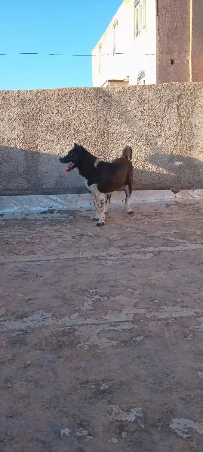 فروش سگ|سگ|قزوین, |دیوار