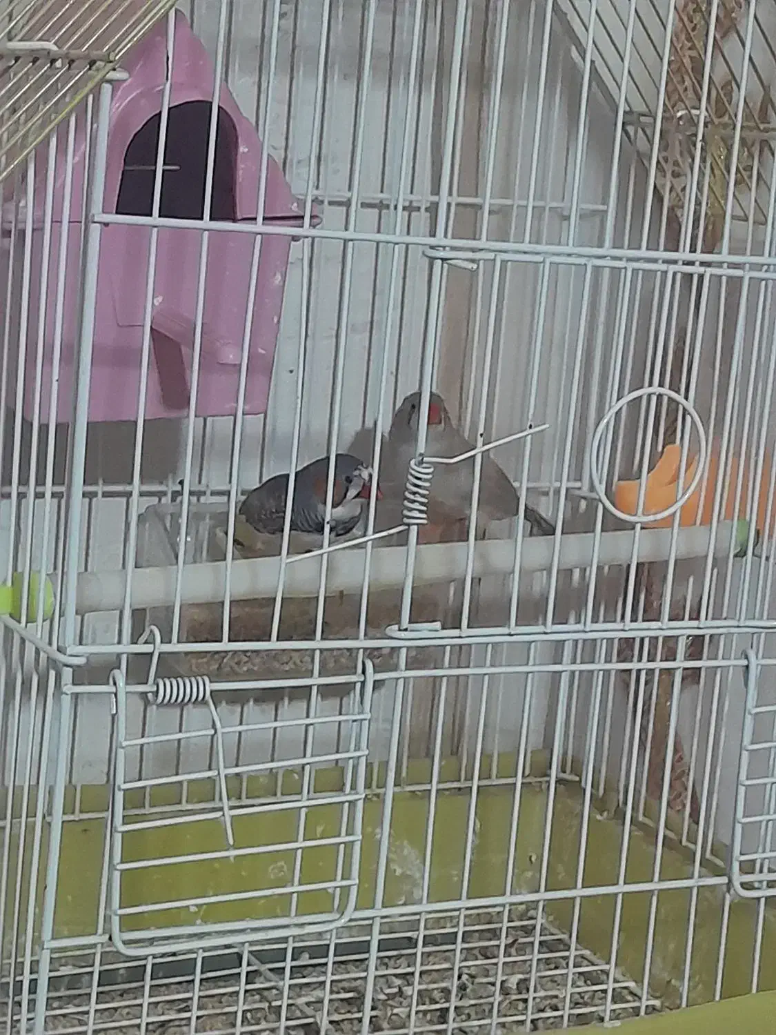 فنج نر و ماده|پرنده|مهربان, |دیوار