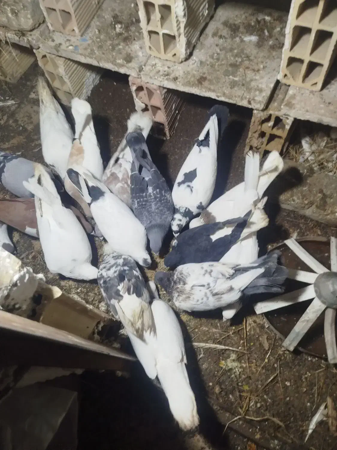 17عددکفترجغتگاه|پرنده|مشهد, امیرآباد|دیوار