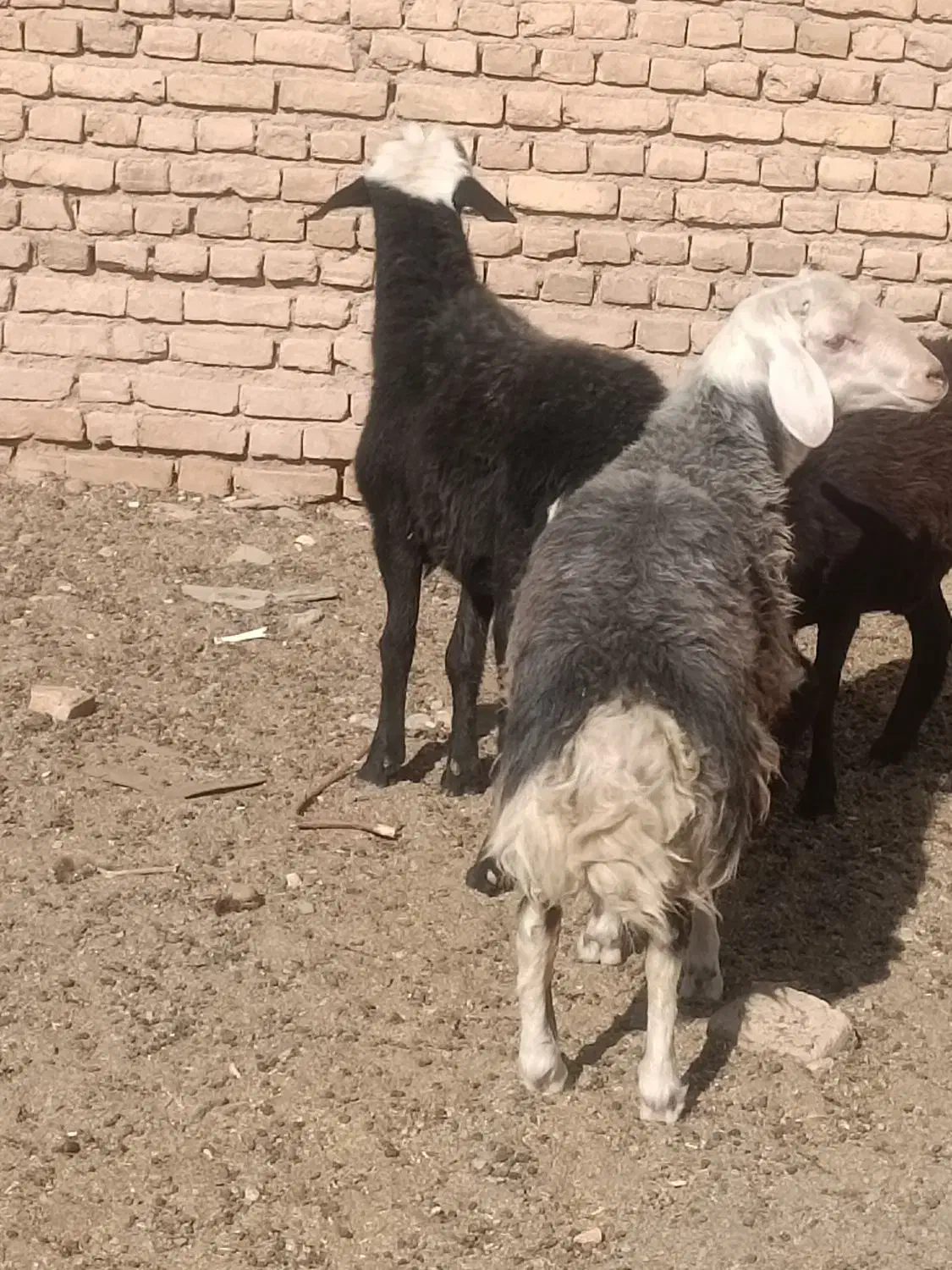 بره قوچی|حیوانات مزرعه|زاوه, |دیوار