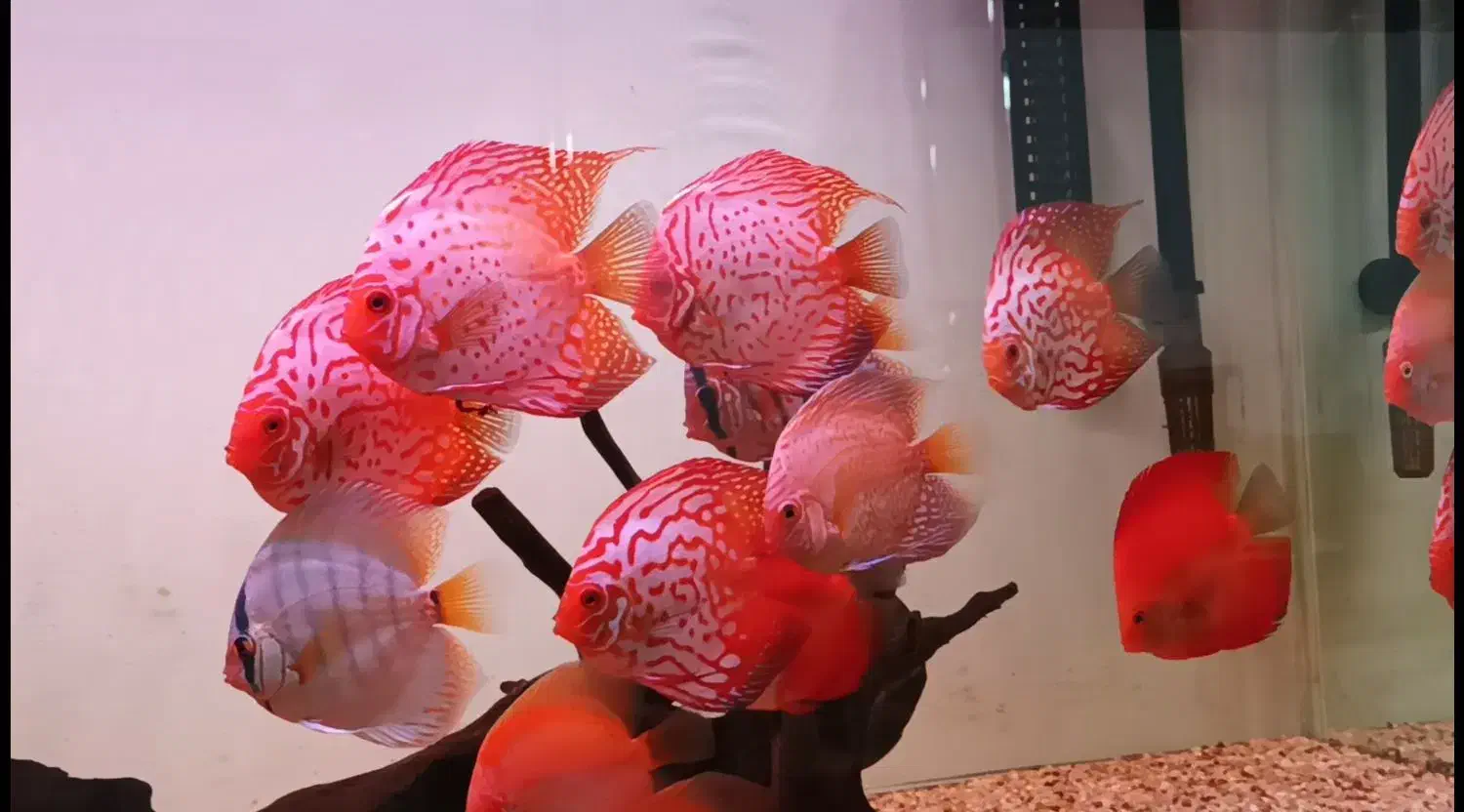 دیسکس|ماهی|محمدیه-قزوین, |دیوار