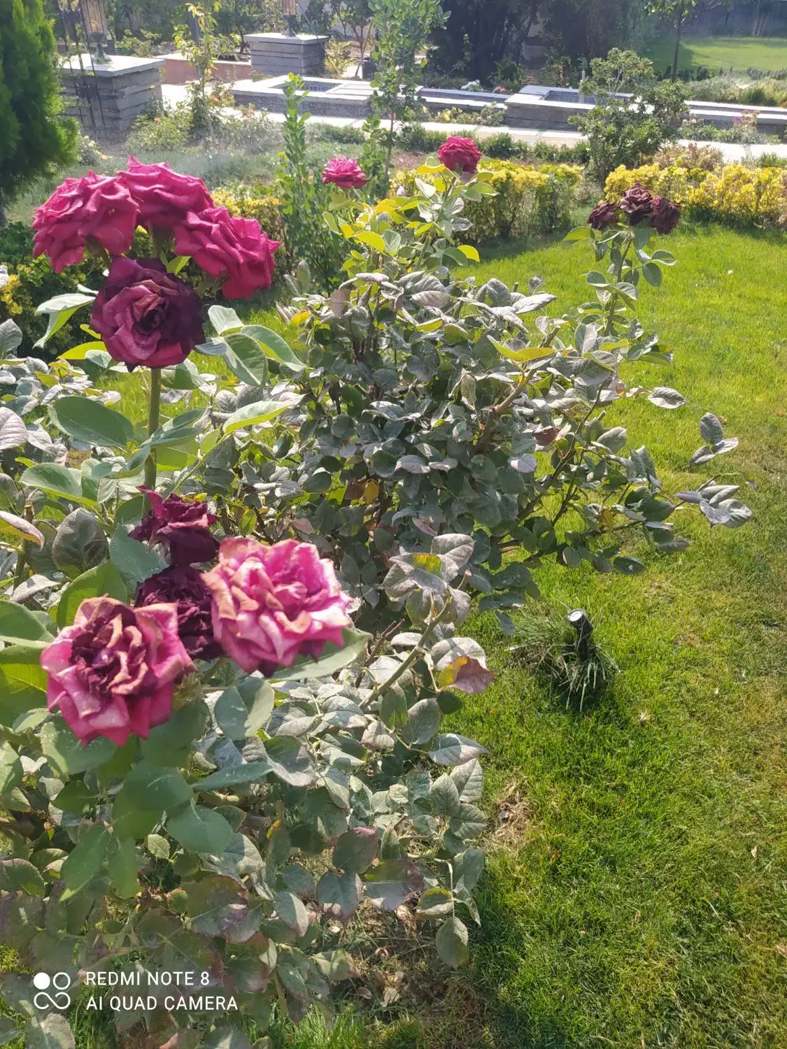 باغبانی گل کاری محلول حذف هرز تقویتی باردهی پیوند|خدمات باغبانی و درختکاری|زابل, |دیوار