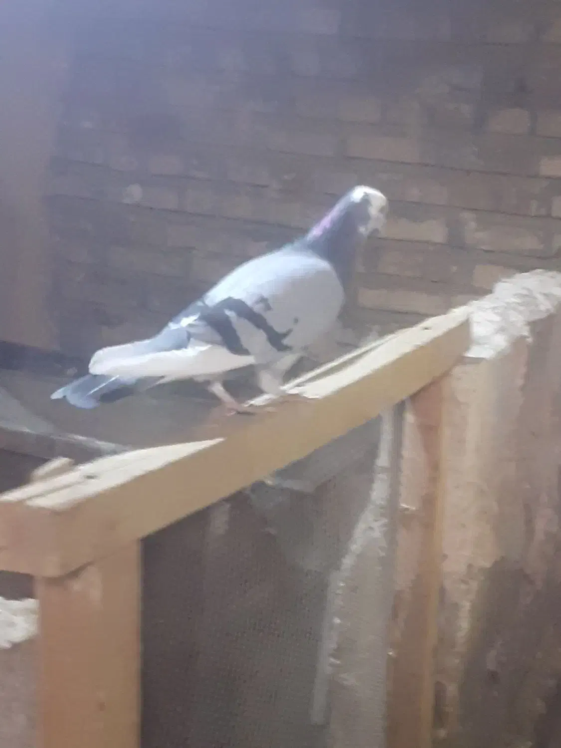 کبوتر|پرنده|خوی, |دیوار