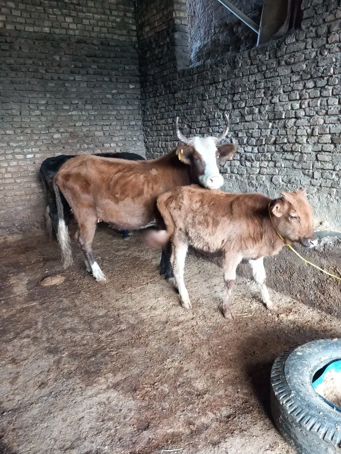 گاو|حیوانات مزرعه|گرگان, |دیوار