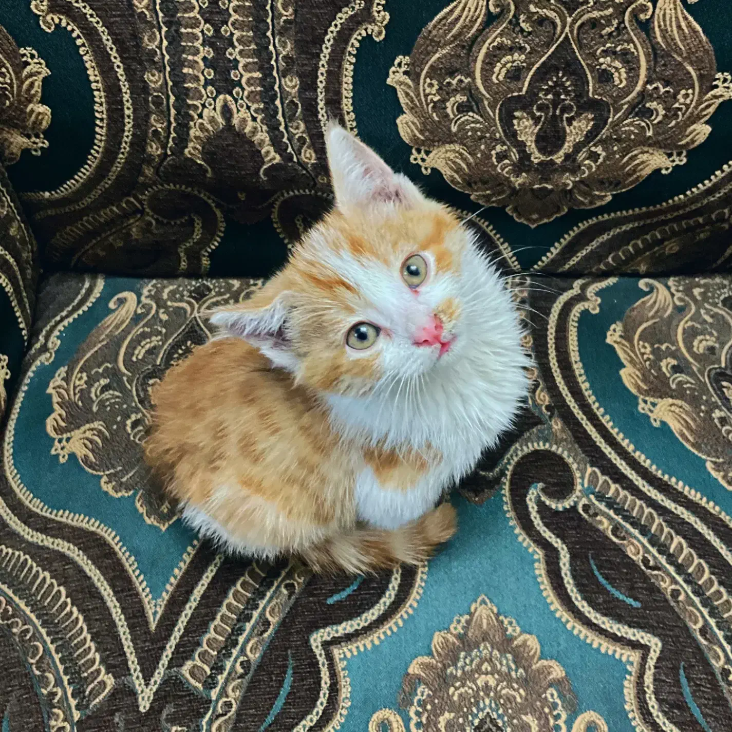 واگذاری بچه گربه نارنجی|گربه|اصفهان, کشاورزی|دیوار