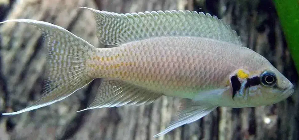 فروش و معاوضه|ماهی|تبریز, |دیوار