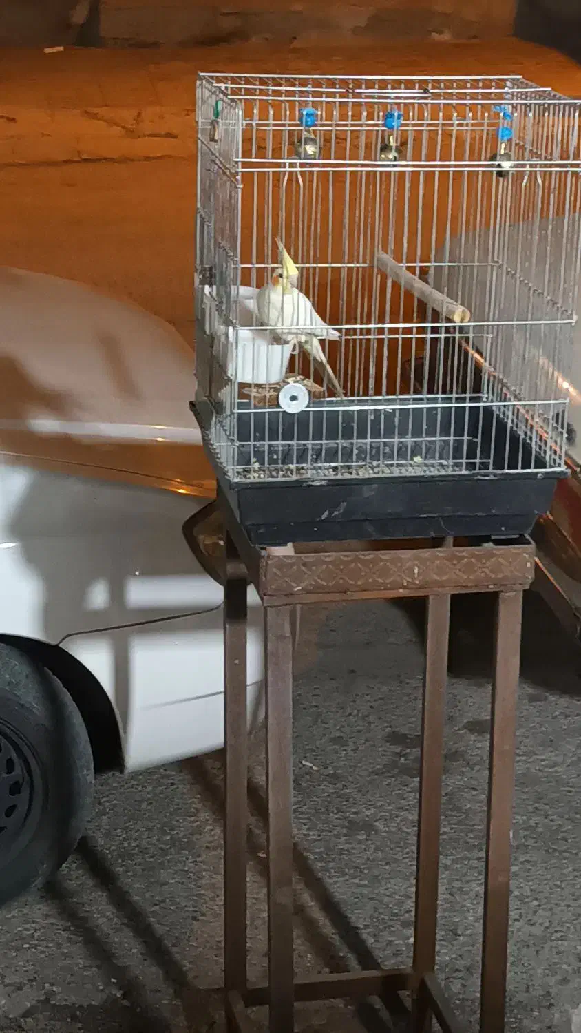 کبوتر رنگی و طوقی و عروس مینا|پرنده|ایلام, |دیوار