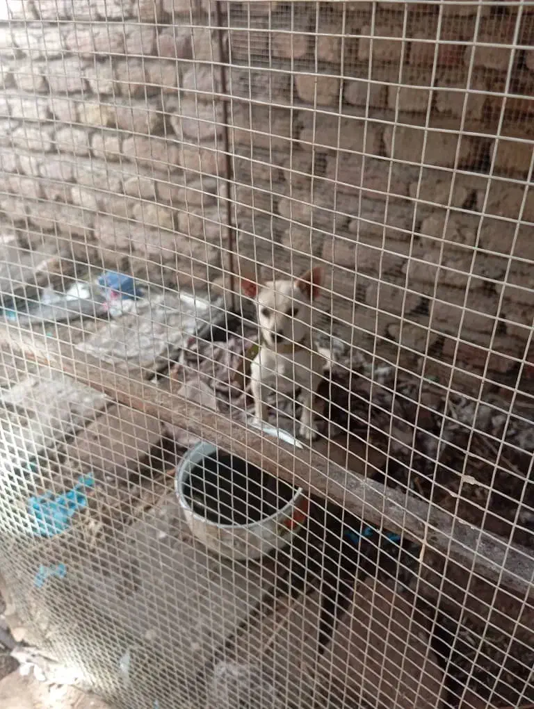 سگ شی هواوا|سگ|بم, |دیوار