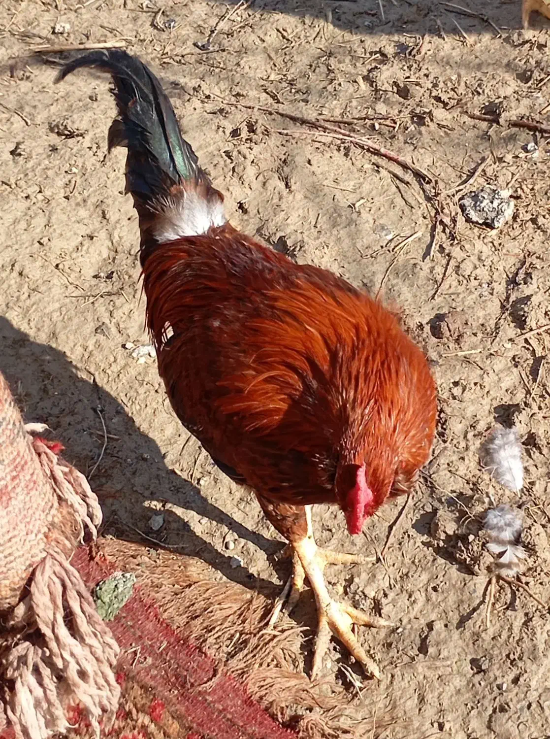 خروس گلین|حیوانات مزرعه|گرمخان, |دیوار