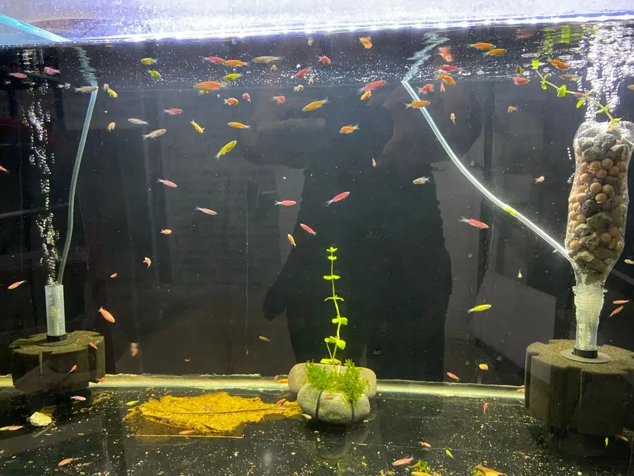 ماهی اکواریومی زبرا رنگی|ماهی|چهارباغ, |دیوار