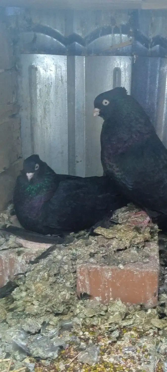 کبوتر|پرنده|بم, |دیوار