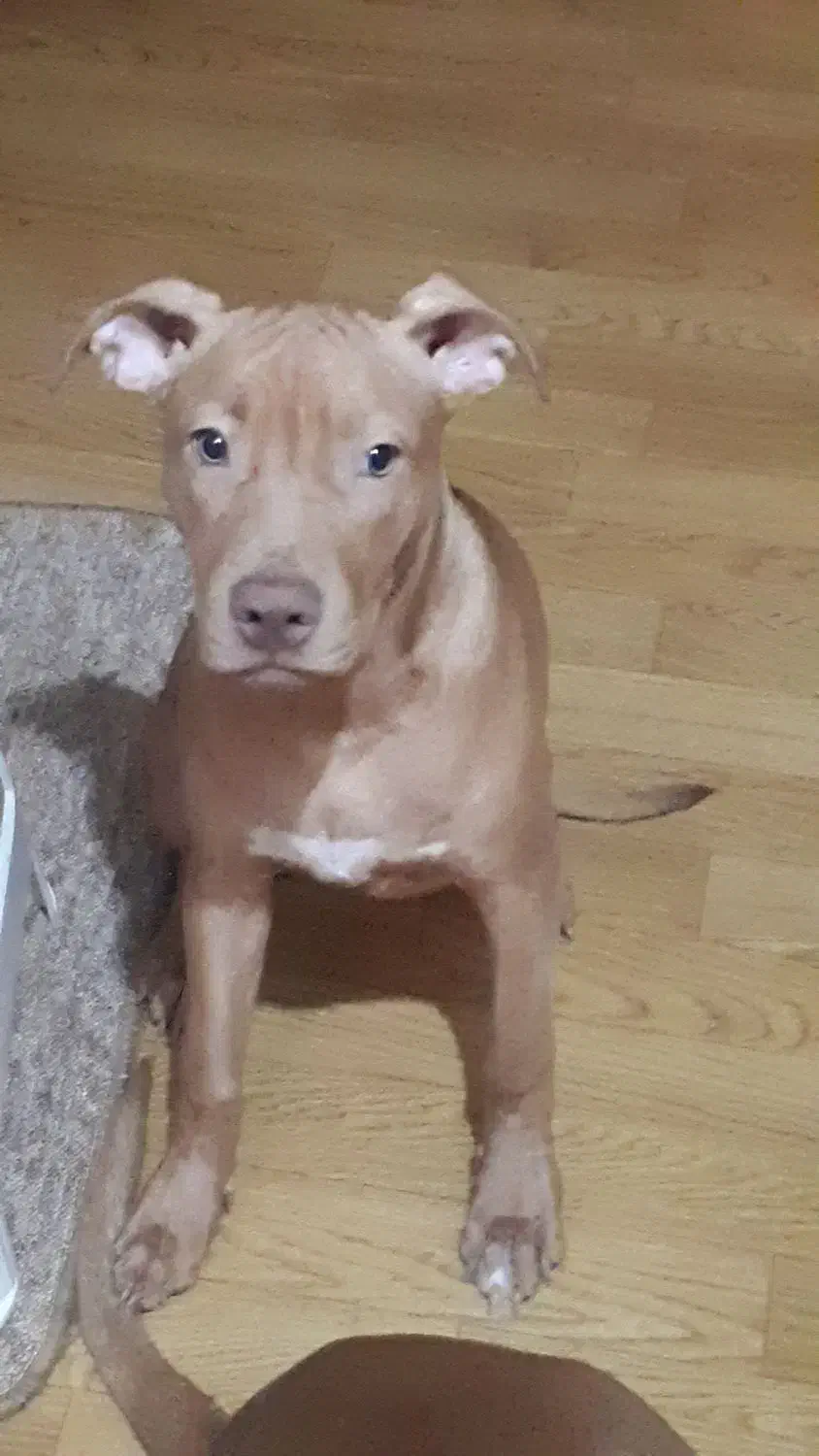 پیتبول|سگ|رشت, پارک شهر|دیوار