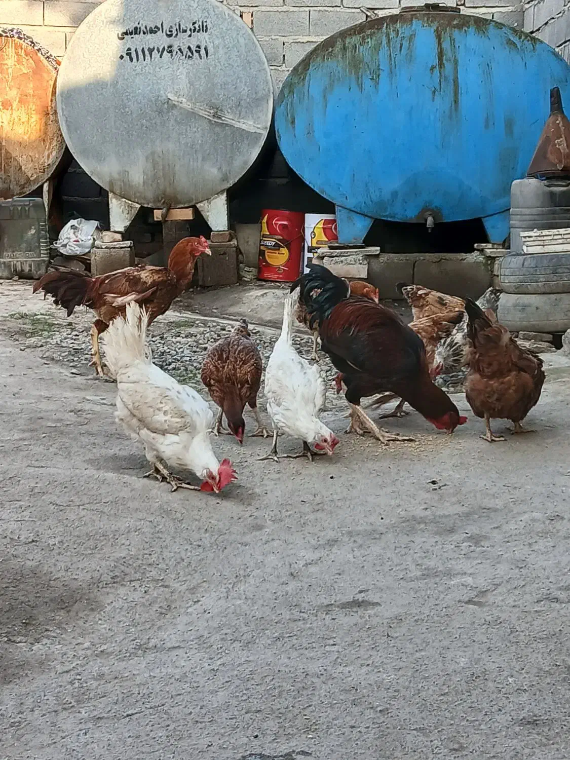 فروش مرغ لاری کرچ|حیوانات مزرعه|سنگدوین, |دیوار