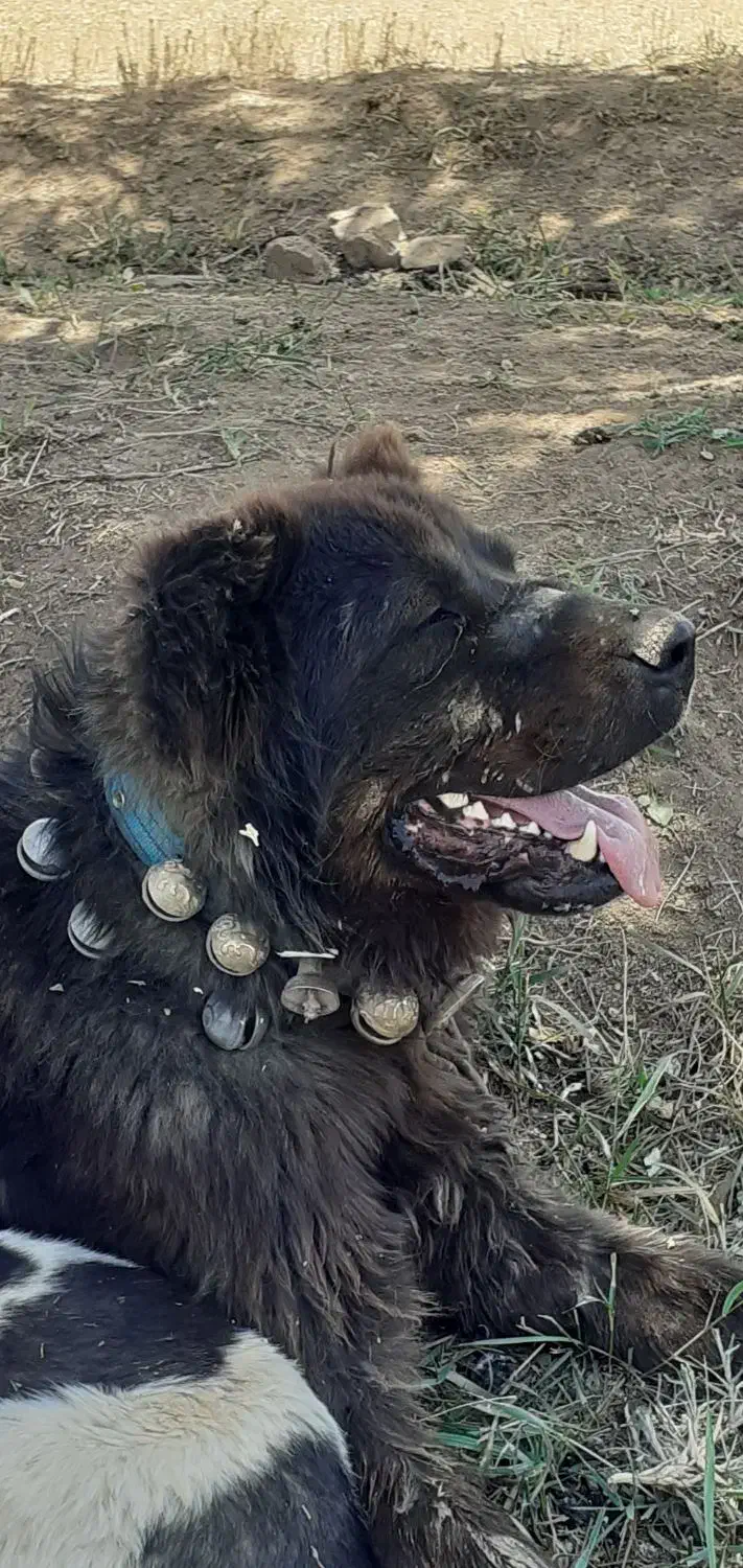 چندتا توله سگ قدریجونی سراب|سگ|فرمهین, |دیوار