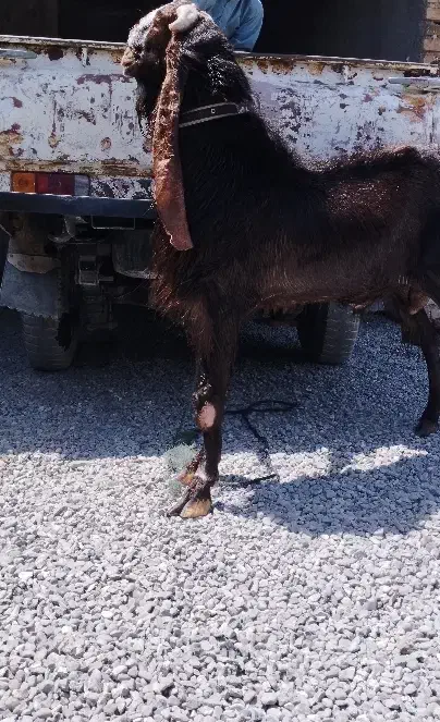 گوسفند اصیل پاکستانی|حیوانات مزرعه|ایرانشهر, |دیوار