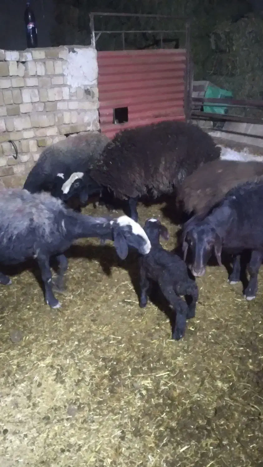 فروش حدود۱۵تامیش ماده چاق توش بره نرقوچ هست|حیوانات مزرعه|دشتابی, |دیوار